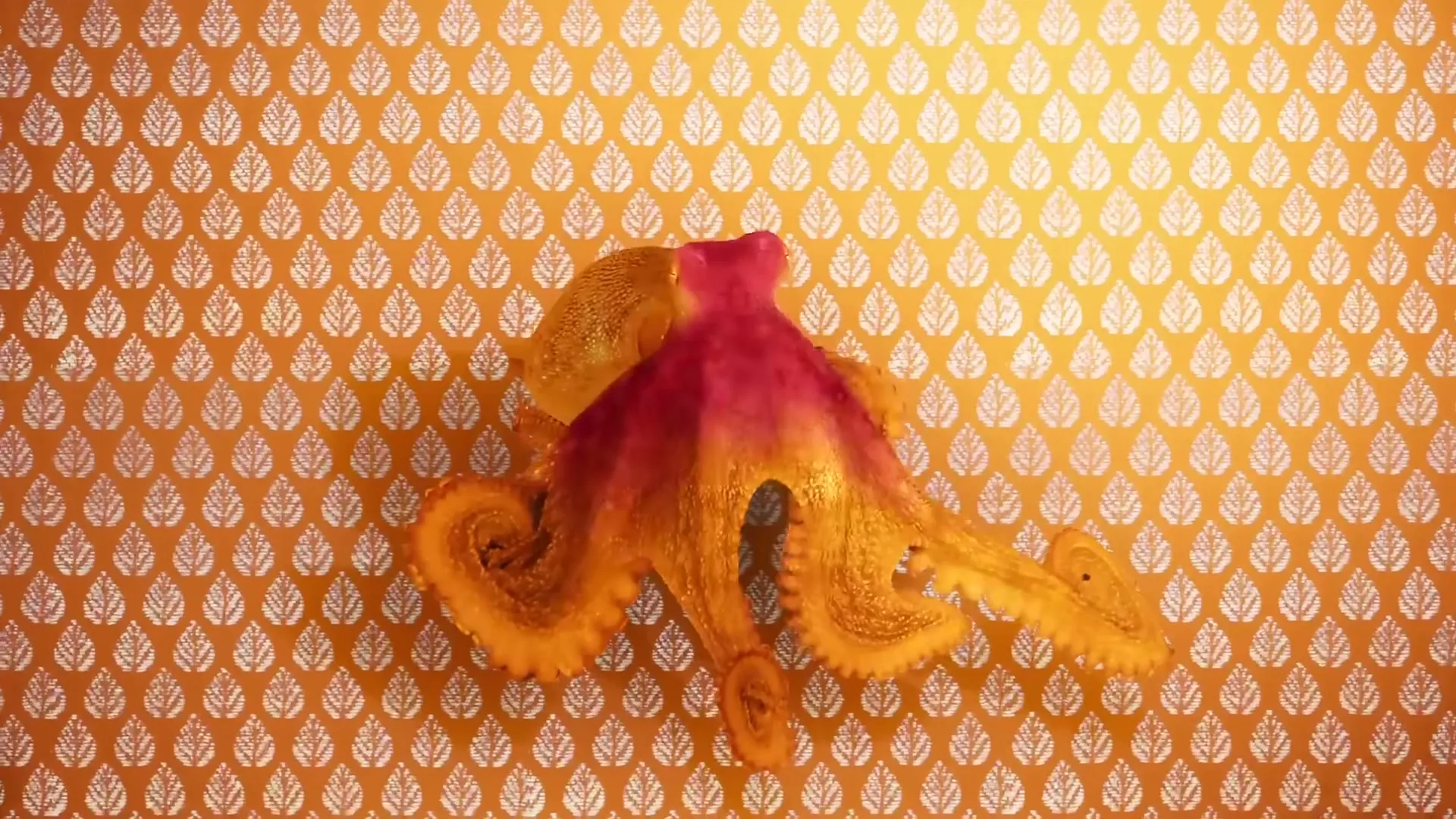 An orange octopus changes to pink as it sits on a patterned orange surface, with water above it.