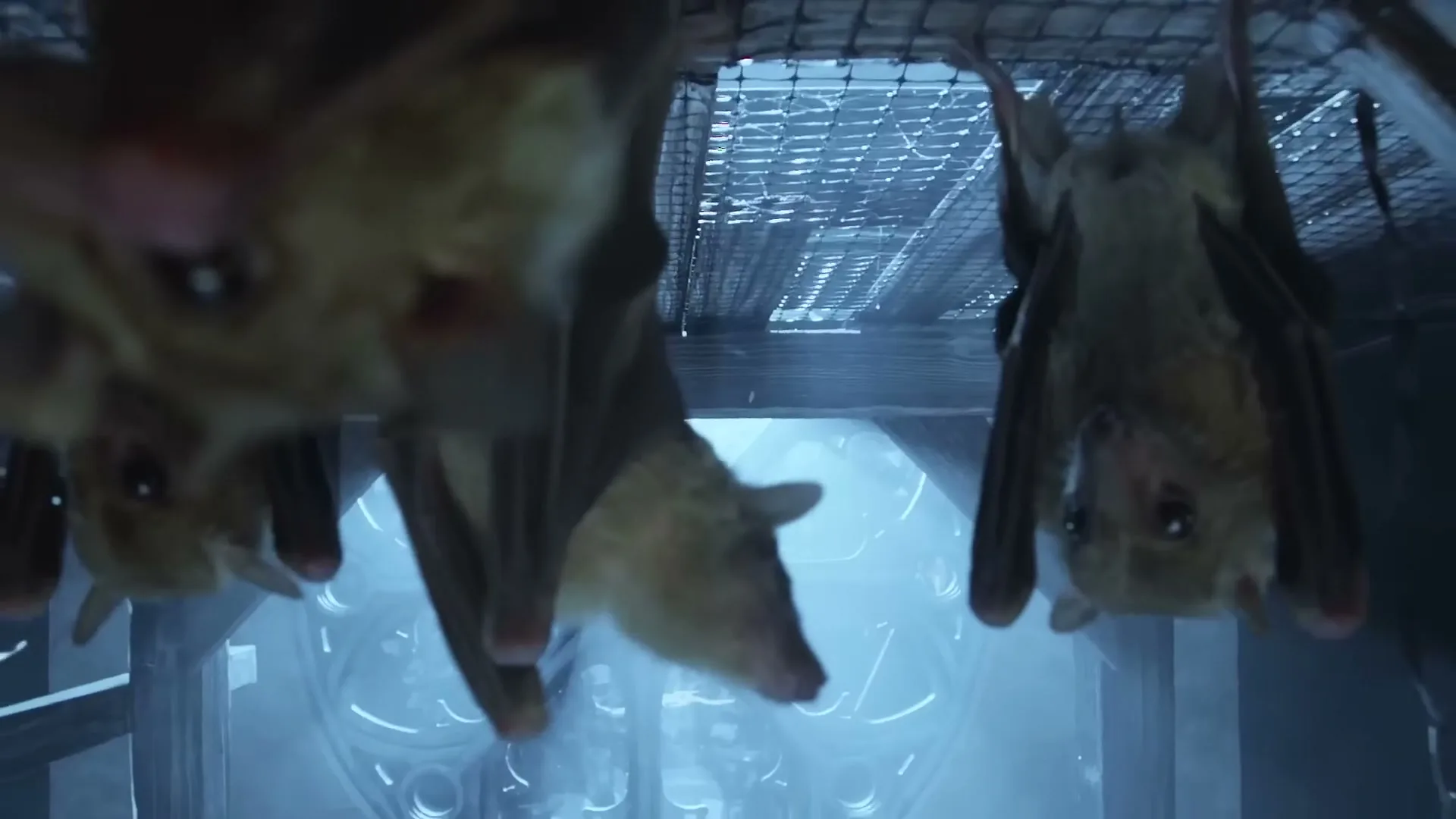 A group of bats hang upside down from a ceiling, then the camera pulls back to reveal a bat party with DJ equipment and balloons.