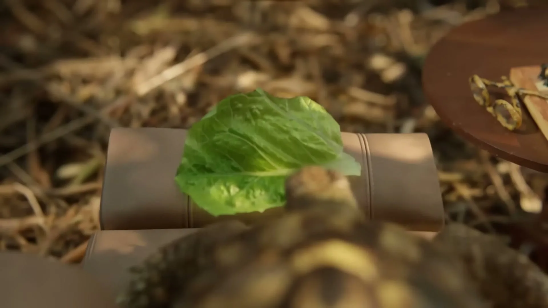 A tortoise slowly approaches a piece of lettuce on a small, light brown cushion, with a blurred background of dry grass and a wooden table.