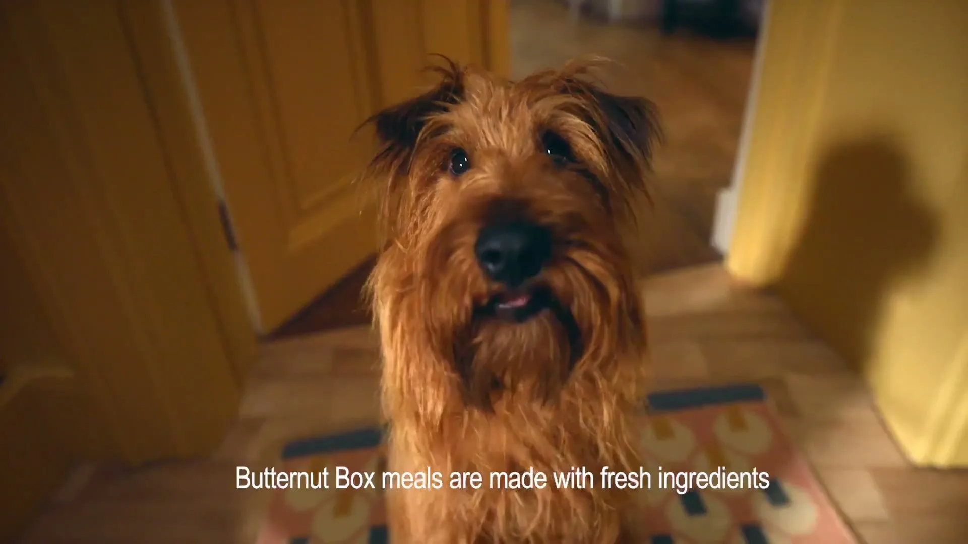 Butternut Box “Don't Feed Me This Way”, directed by Keith McCarthy