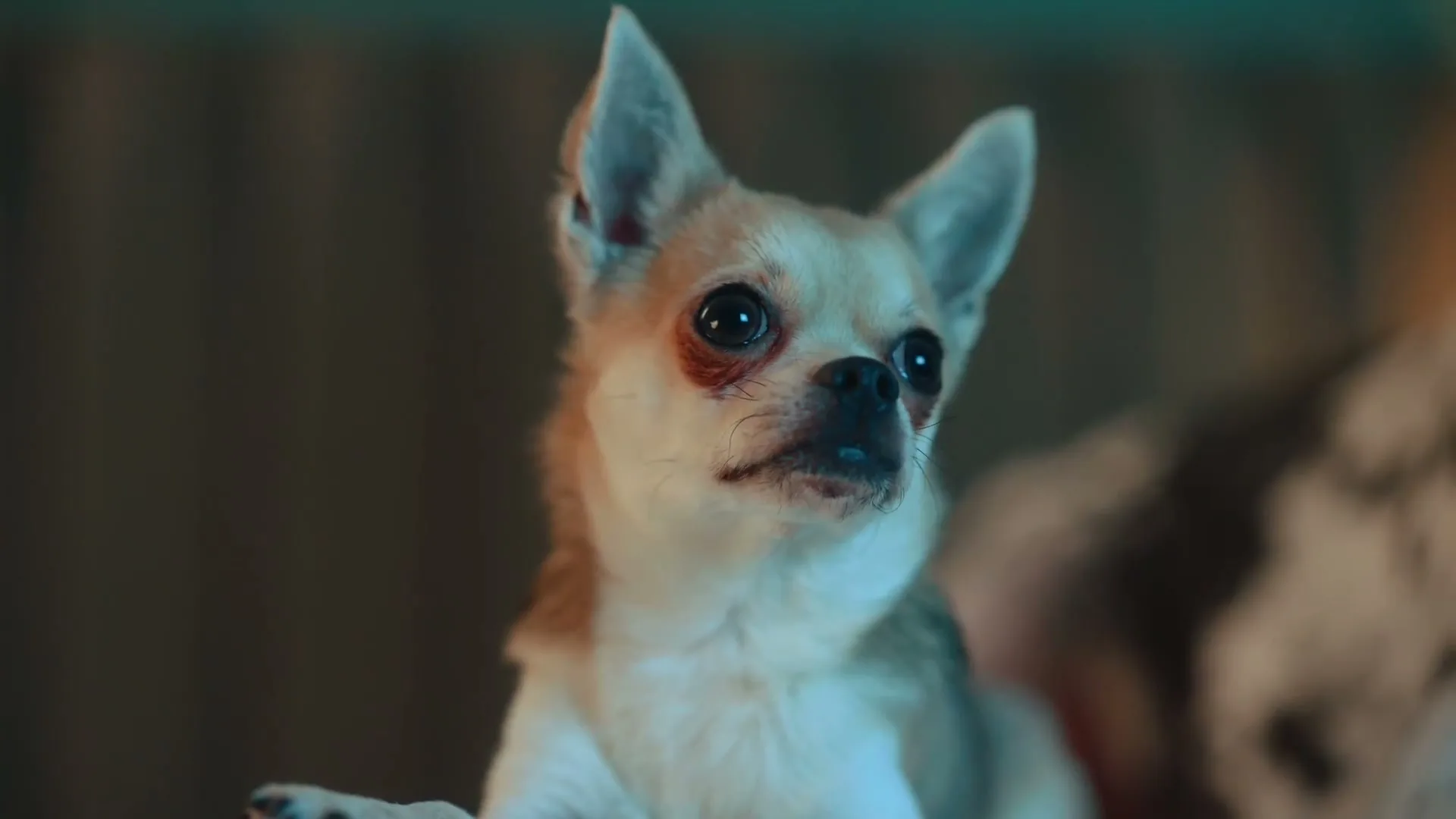 SIMBA “Ident One” (2025), frame 4