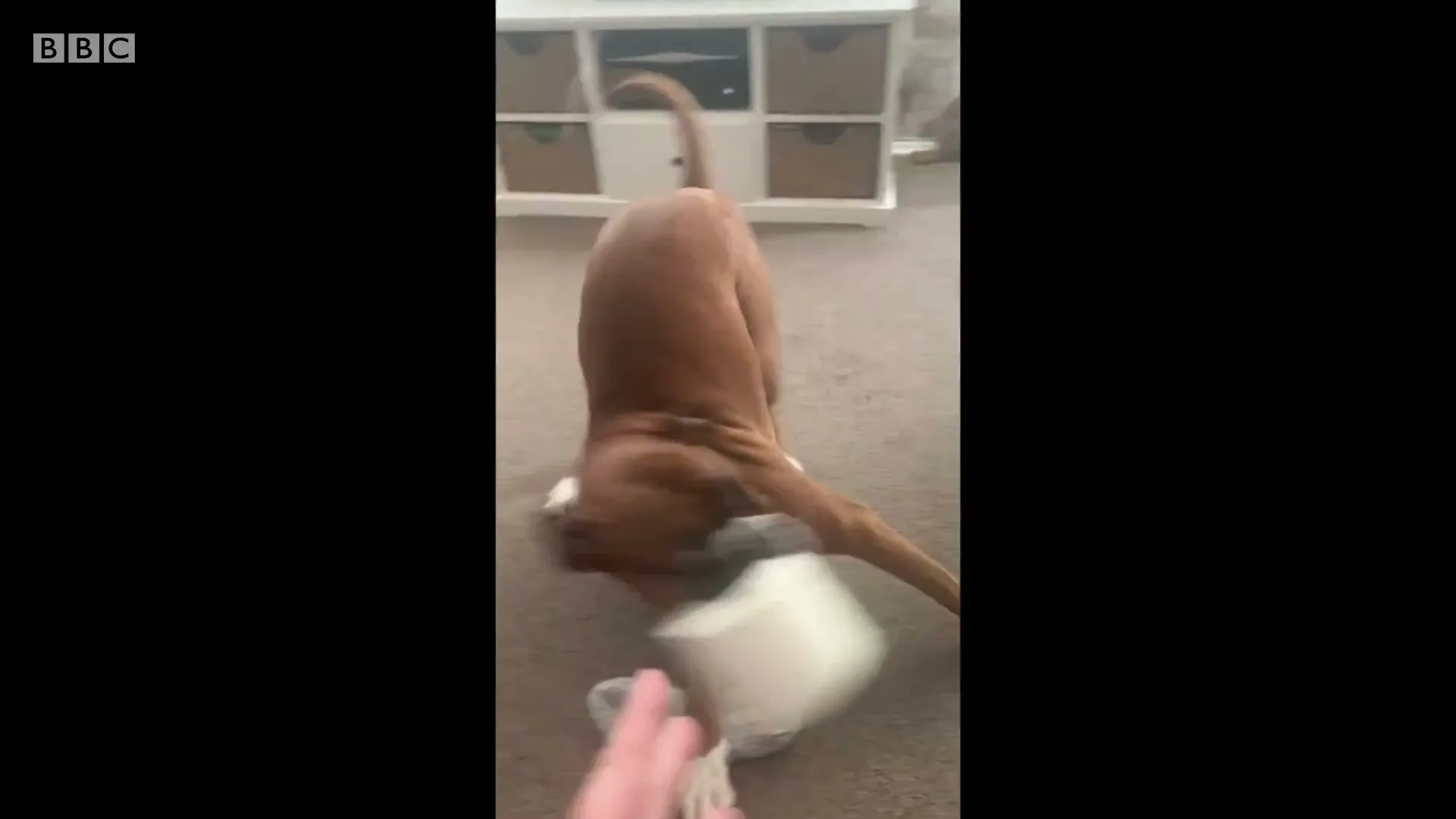A brown boxer dog with white paws plays with a toilet paper roll and a slipper on a carpeted floor in a living room.
