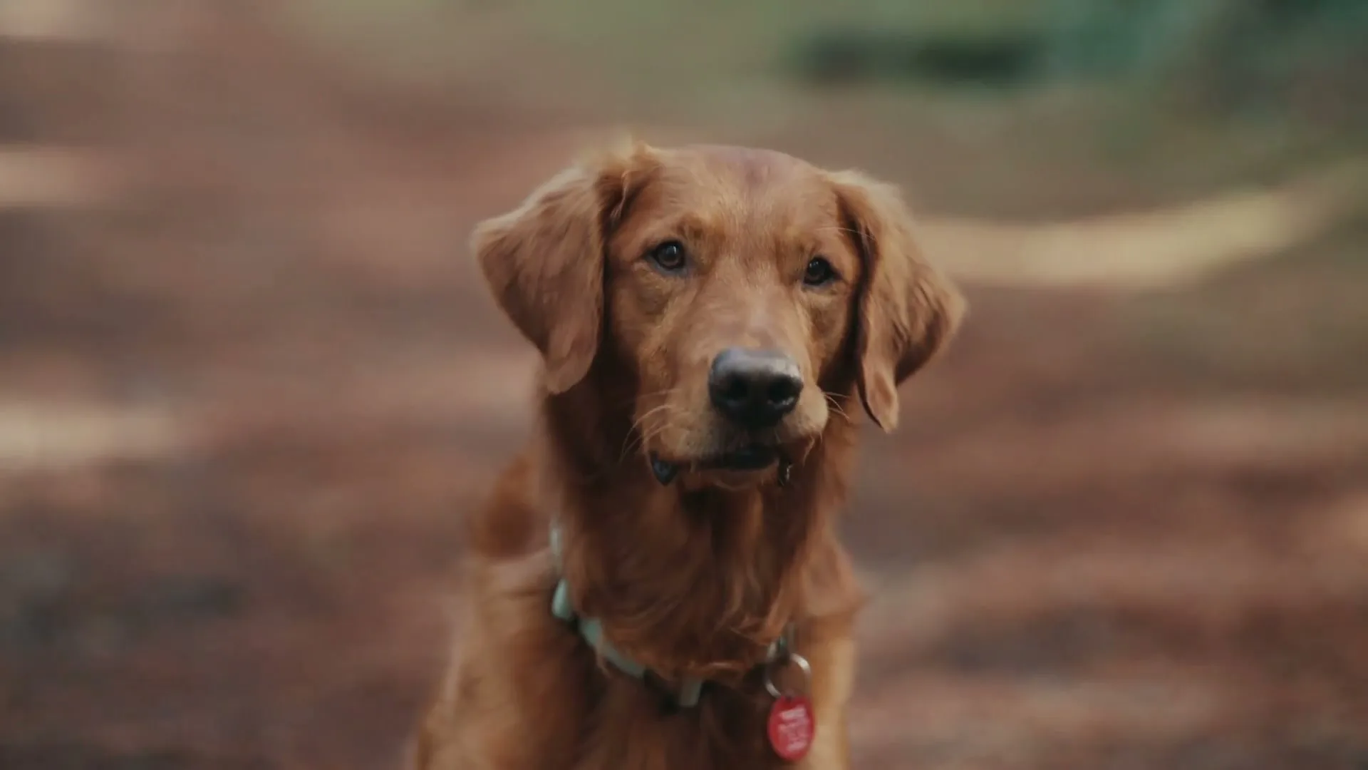 Whittaker's “Favourite Walk” (2026), frame 5