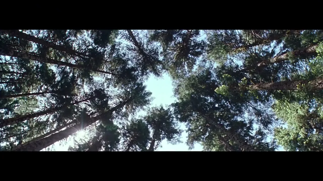 A low-angle shot looks up at tall pine trees with green needles, their tops forming a circle around a bright blue sky.
