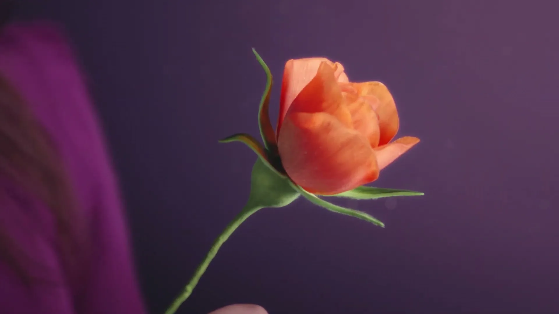 A person's hand holds a rosebud that changes color from blue to orange to black against a purple background.