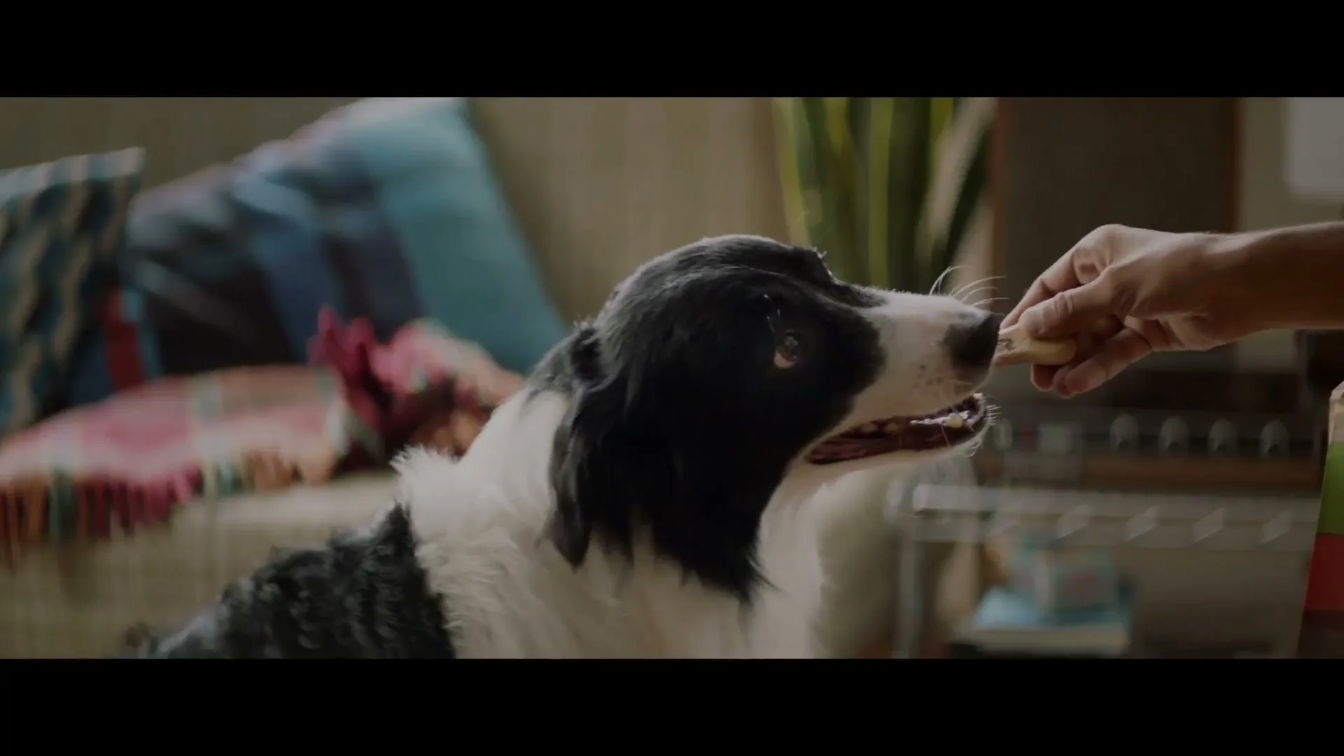 Fernando Machado "Dogpper" (2019) commercial still