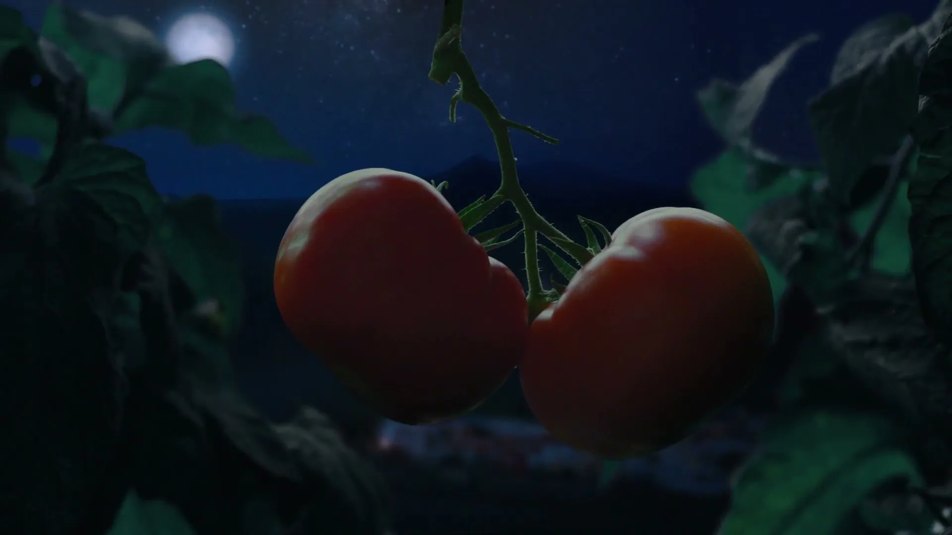 ORLANDO “Take life like a tomate”, directed by Siames