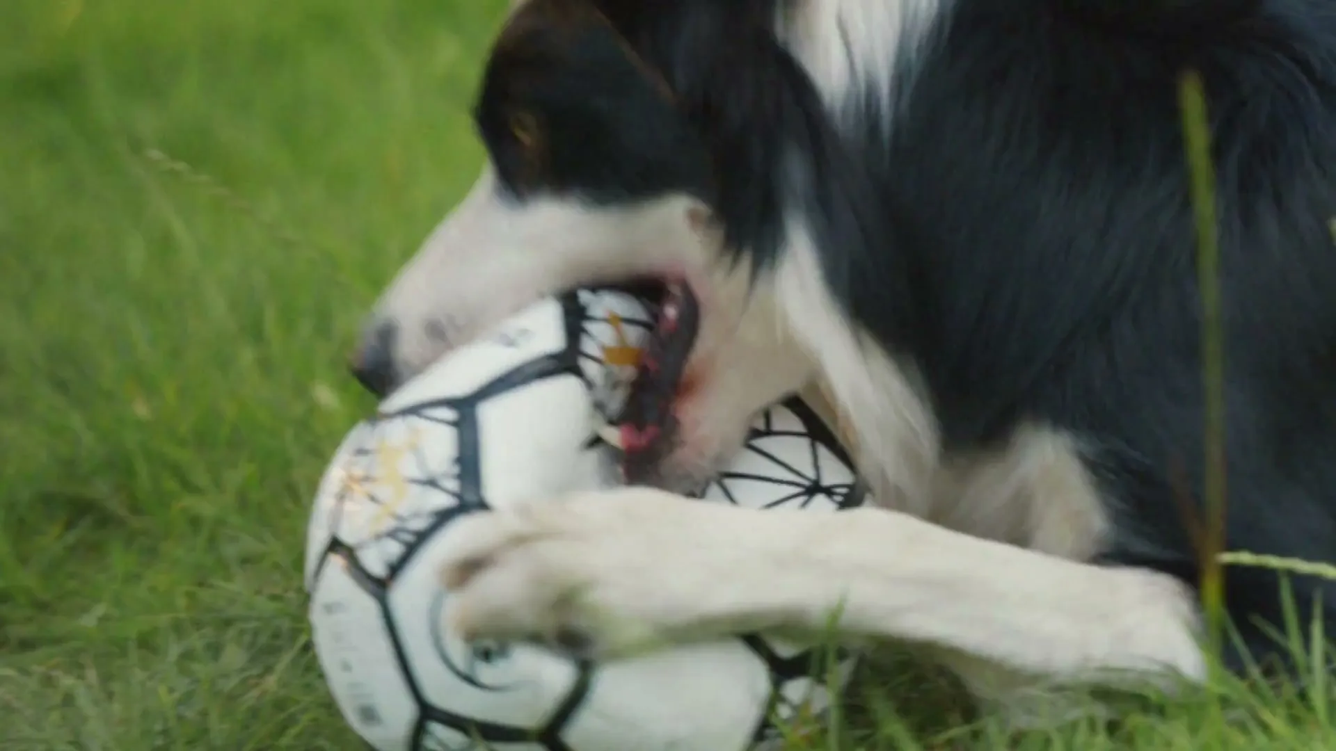 A black and white border collie dog lies on green grass, playfully biting and holding a white soccer ball with its paws.