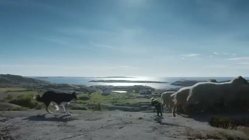 A black and white sheepdog herds a flock of sheep and a lamb across a rocky, grassy hillside overlooking a bright blue ocean under a clear sky.