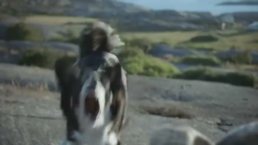A black and white border collie dog barks at a sheep on a rocky, grassy hillside near the ocean during the day.