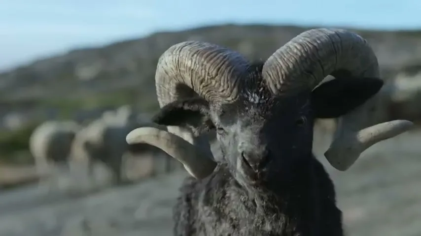 A black ram with large horns stands confidently on a rocky hillside, looking directly at the camera, with other sheep in the blurred background.