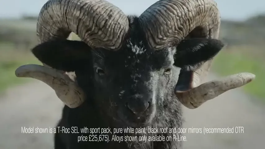 A black ram with large, curved horns stands on a dirt road, looking directly at the camera in a rural, outdoor setting.