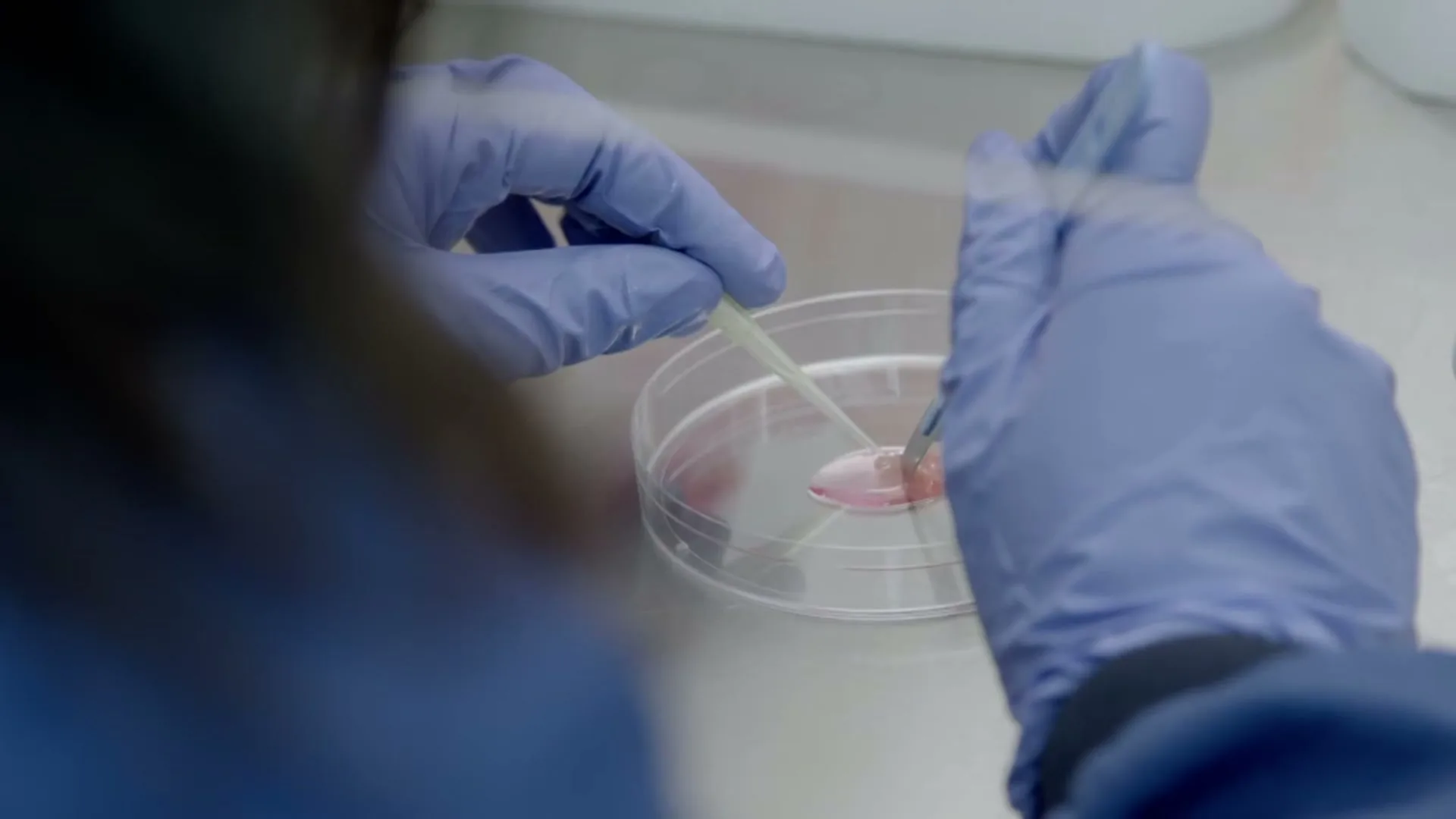 A scientist in blue gloves uses a pipette and a tool to manipulate a pink substance in a petri dish in a lab.