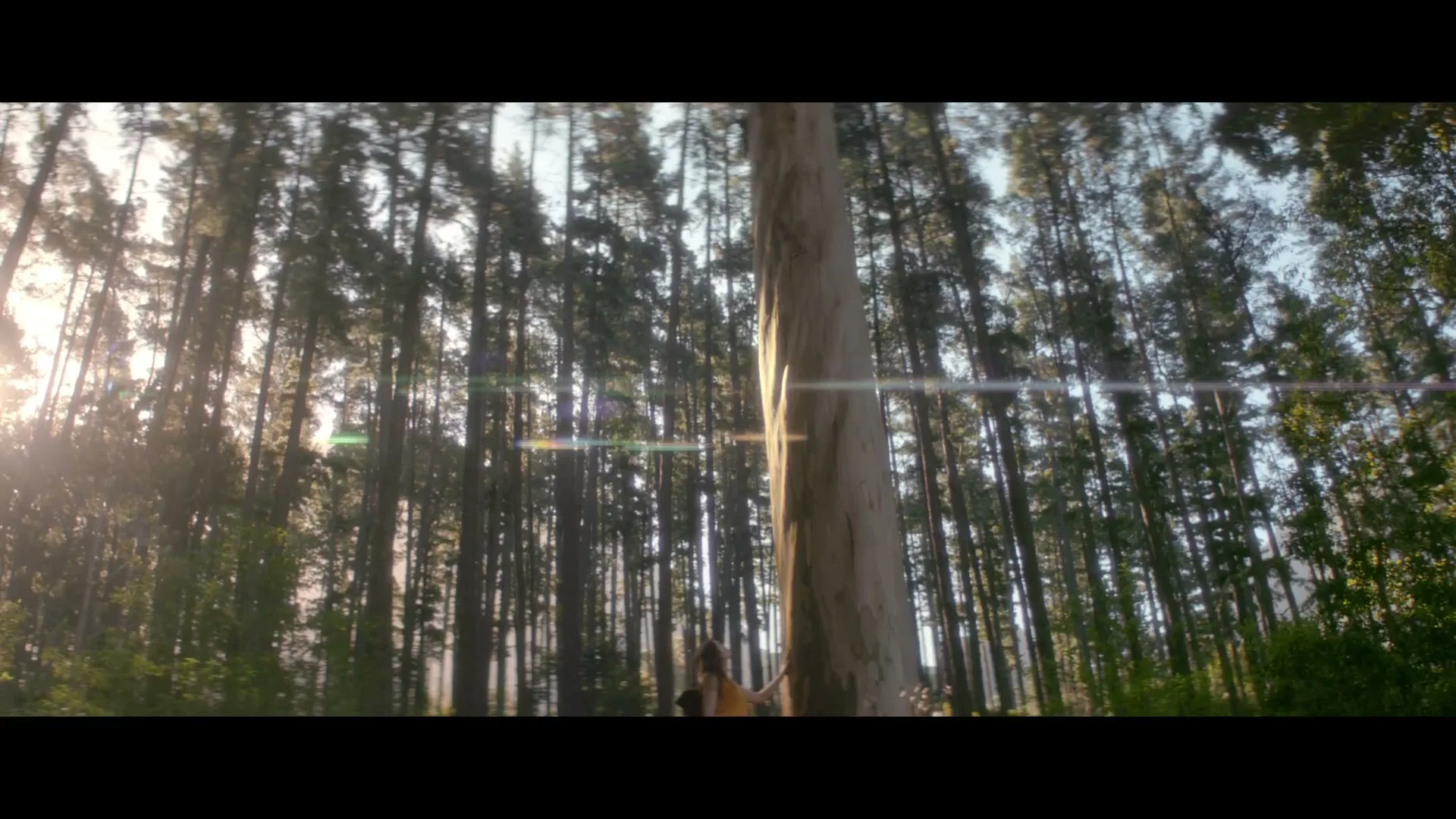 Hewlett-Packard “Forest” (2026), frame 5