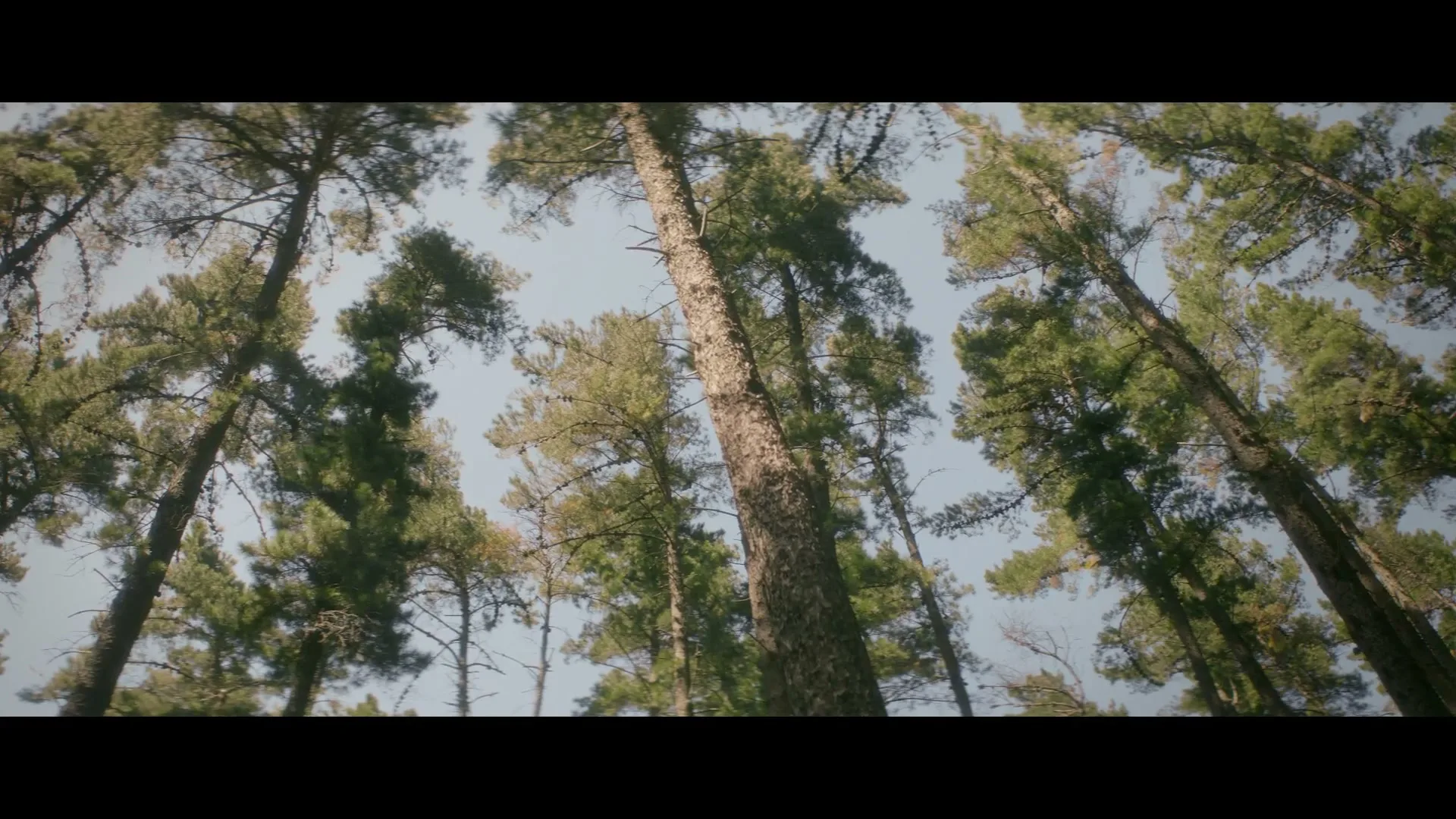 Hewlett-Packard “Forest” (2026), frame 6