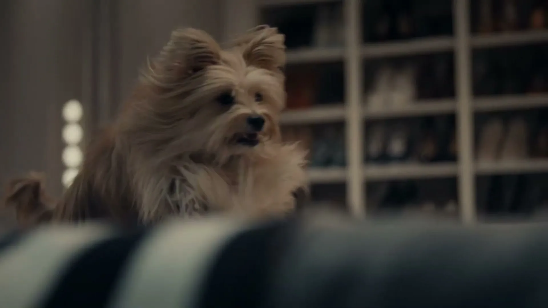 A small, fluffy dog with light brown fur jumps over a dark striped object in an interior setting, with shelves visible in the background.