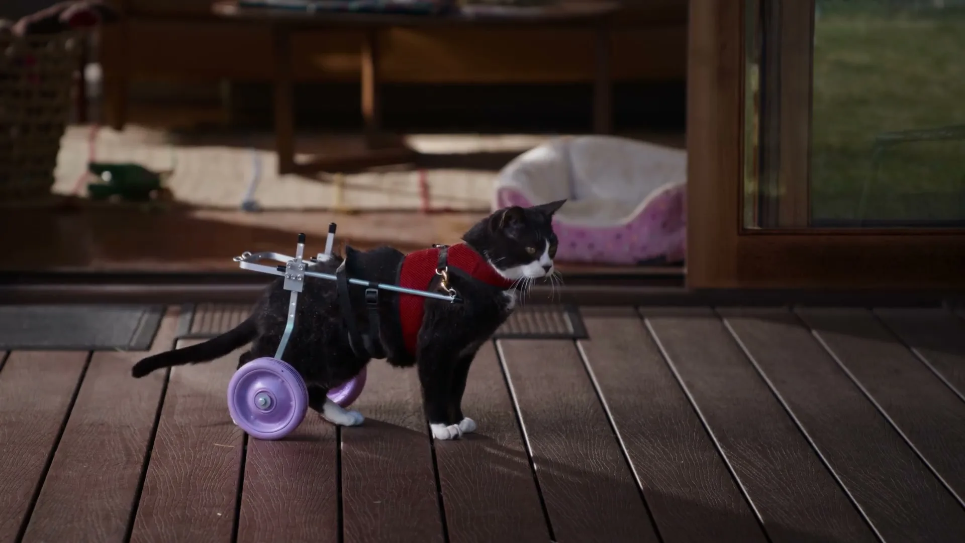 Zip "needwant - Cat Surgery and Swings - 15" (2026) commercial still