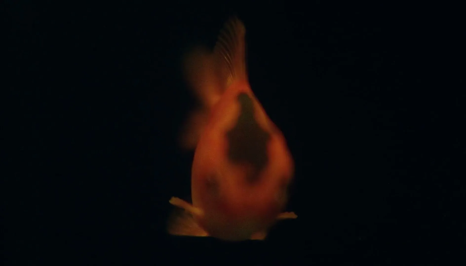 BBC “Restless World”, directed by Jon E Price