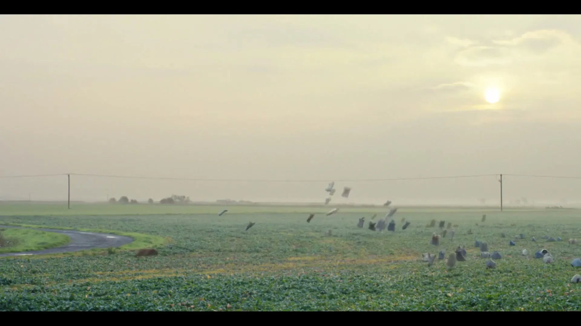A wide shot of a dog running through a field of green crops, with many t-shirts flying in the air, under a hazy sky with the sun visible.