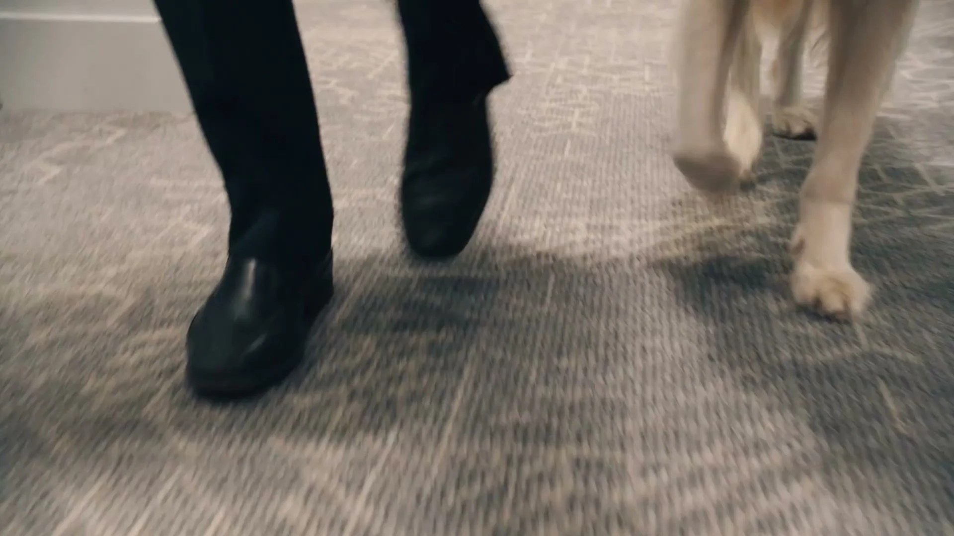 CIBC "Support Dogs" (2023) commercial still