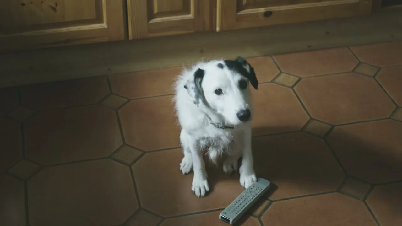 A white dog with black spots sits on a tiled kitchen floor, looking up at the camera with a TV remote control nearby.