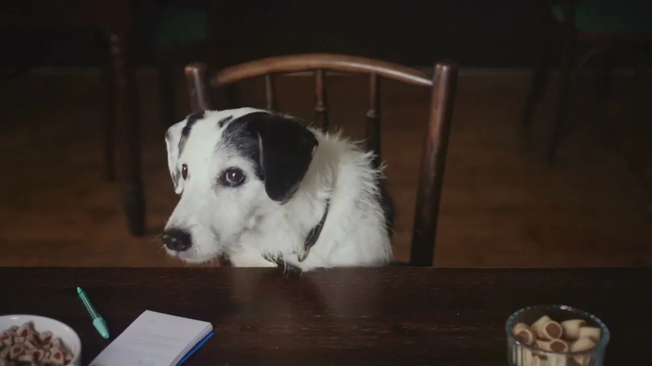 A white and black dog sits at a wooden table, looking around and then directly at the camera in an interior setting.