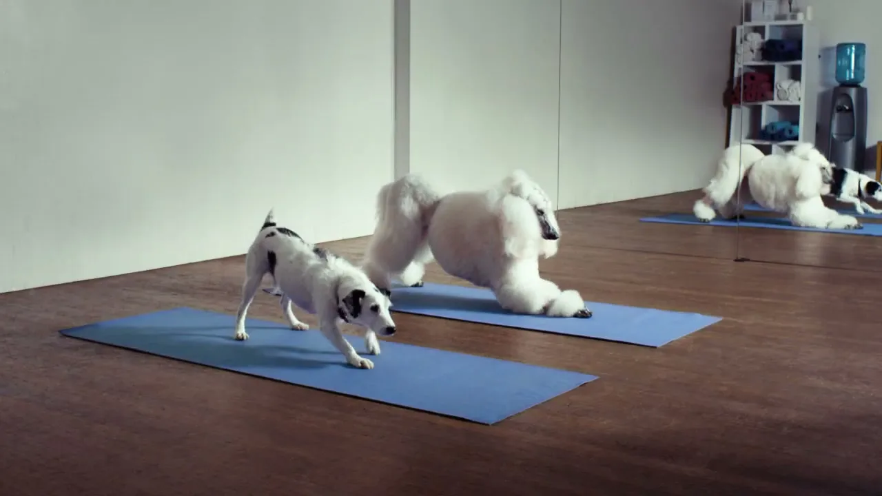 A small black and white dog and two white poodles perform yoga poses on blue mats in a bright studio with mirrors.