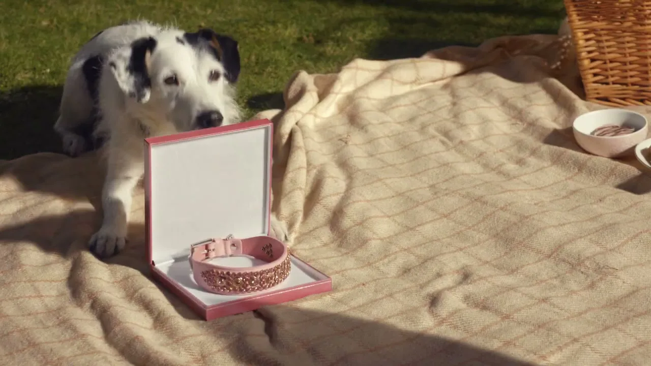 A cute black and white dog looks at a pink jeweled collar in an open box on a picnic blanket in a sunny park.