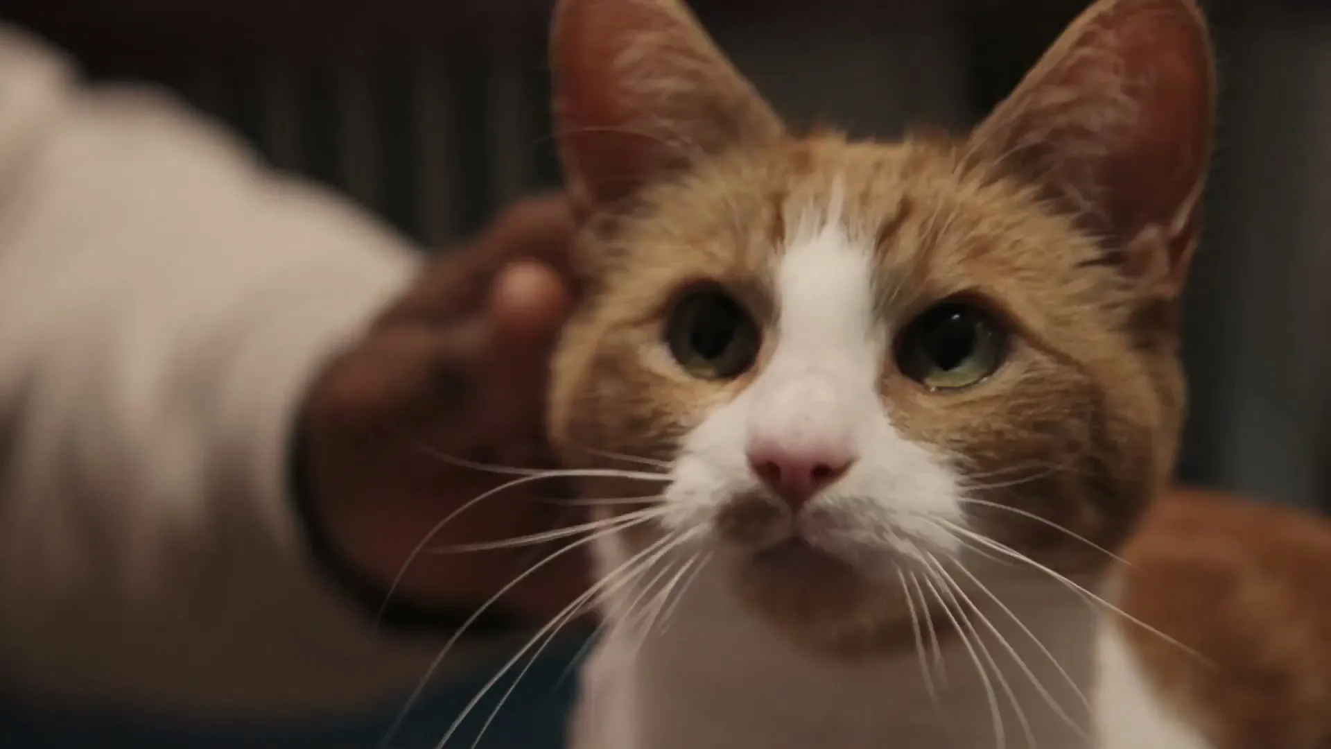 Cats Protection "Alfie's Journey" (2024) commercial still