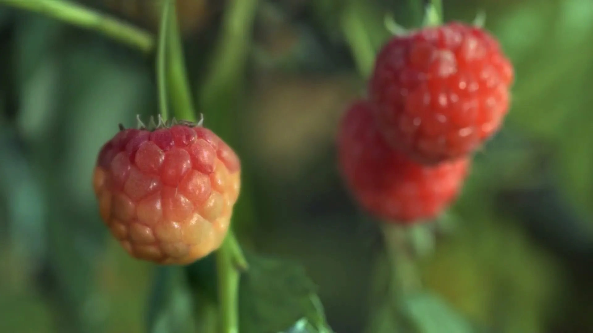 Innocent "Smoothies - Waiting Game" (2015) commercial still