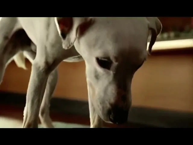 VOLKSWAGEN POLO “Dog” (2009), frame 5