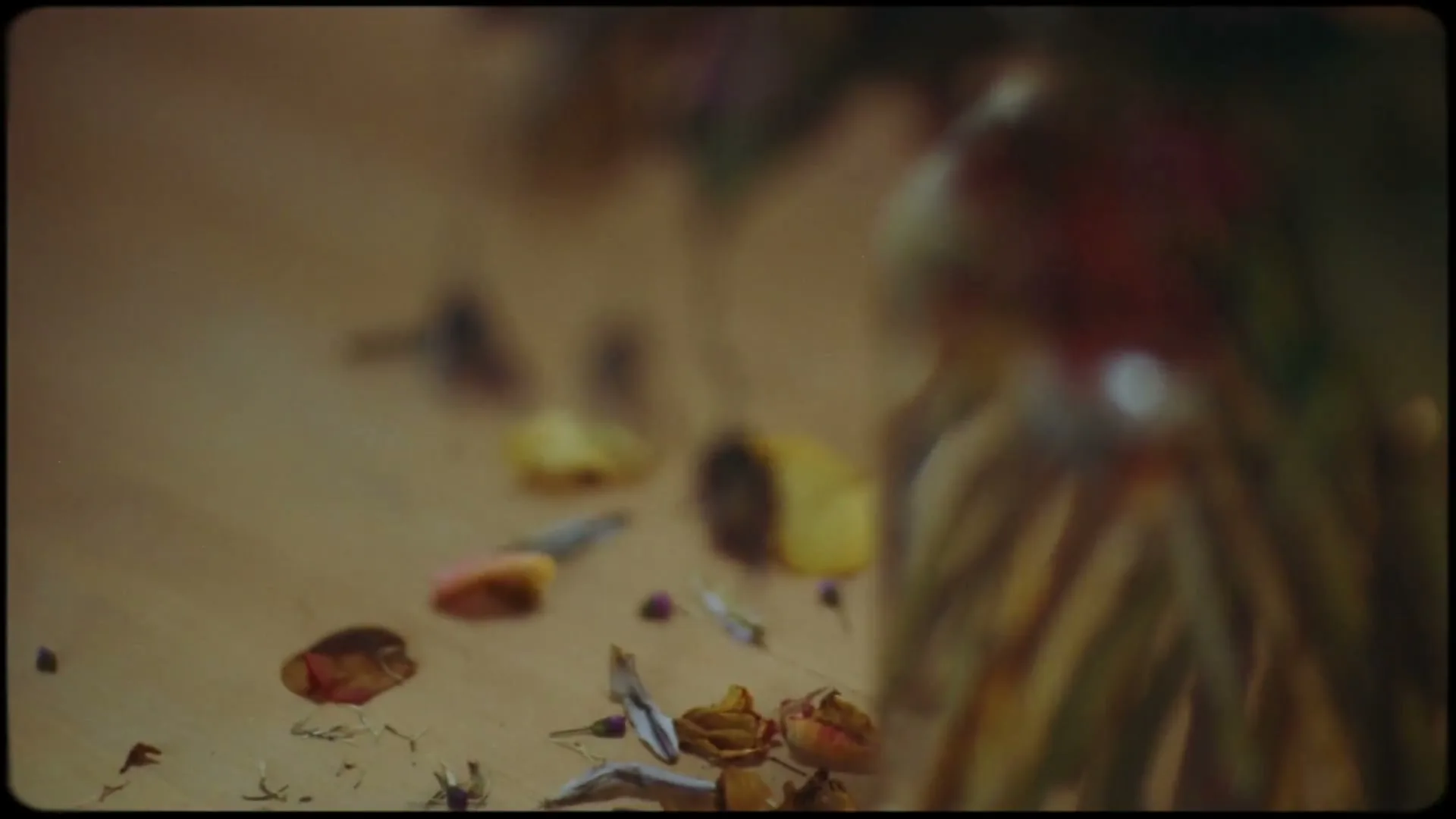 Bloom & Wild “Care Wildly”, directed by Shaun James Grant