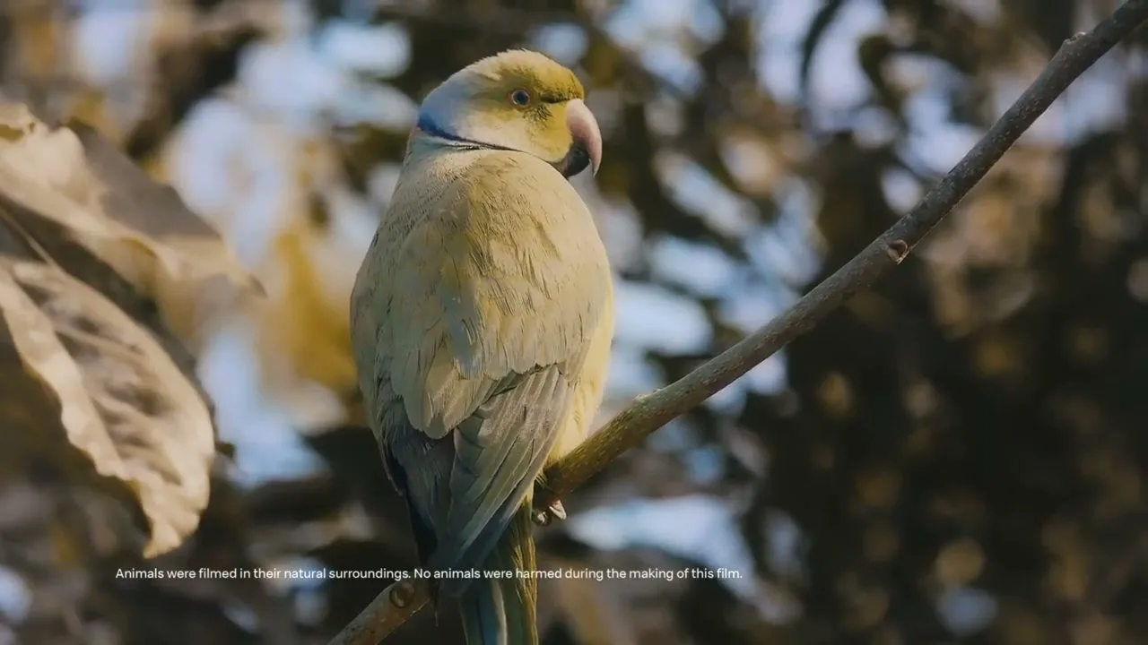 McDonald’s “India - EatQual McDelivery”, directed by Shreya Shroff