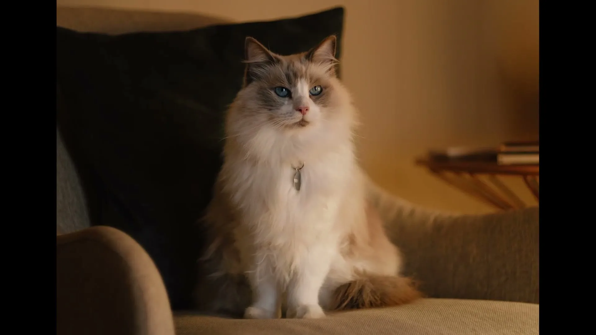 Pacific International Insurance “RSPCA Pet Insurance - We Know Animals” (2026), frame 5