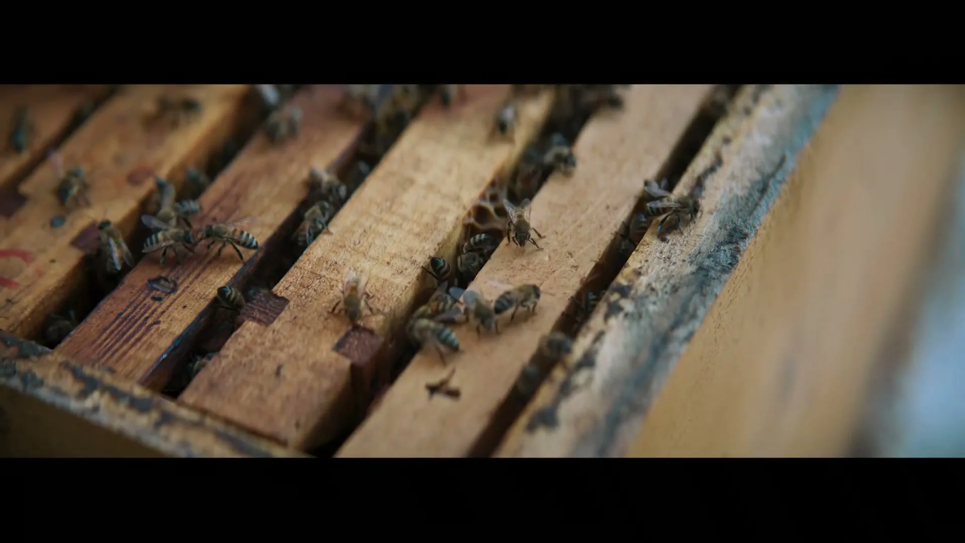 Citroën Middle East "The Buzzy Passengers" (2023) commercial still