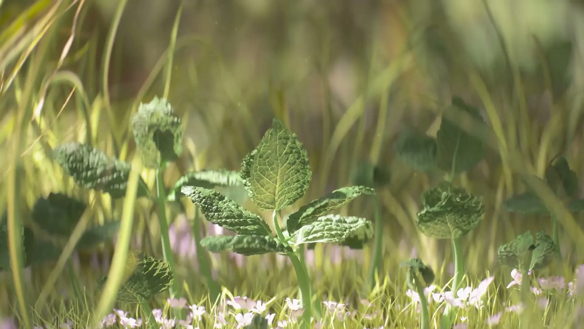 Air Wick "Botanica" (2020) commercial still