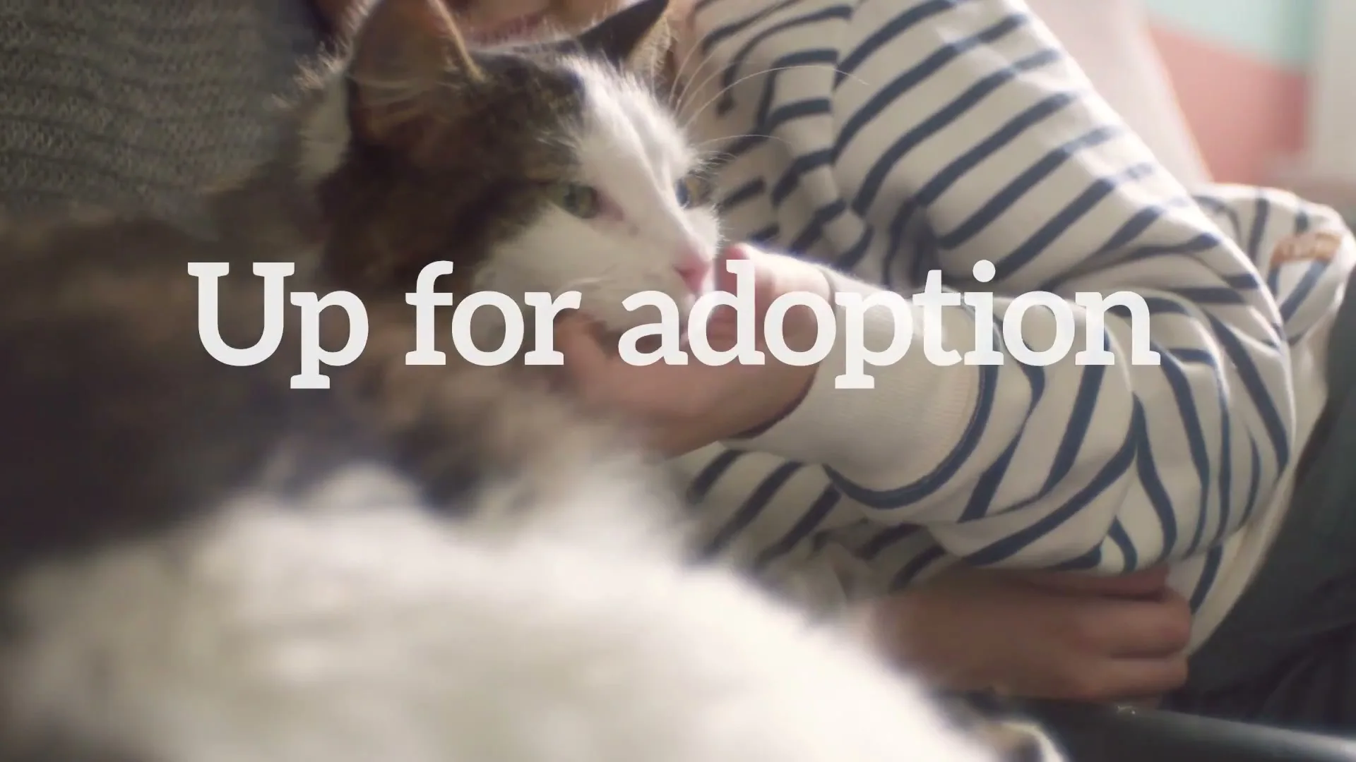McCann Canada “Stella”, directed by Fraser White