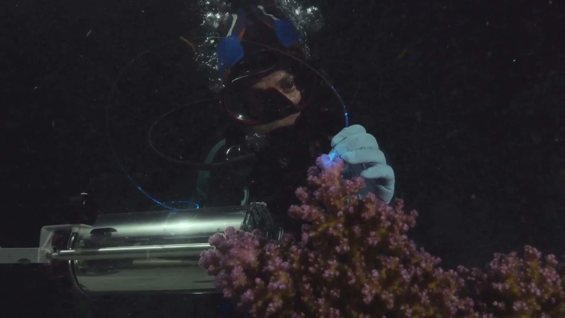 Warner Bros. Discovery "Beneath the Surface - The Fight for Corals" (2024) commercial still