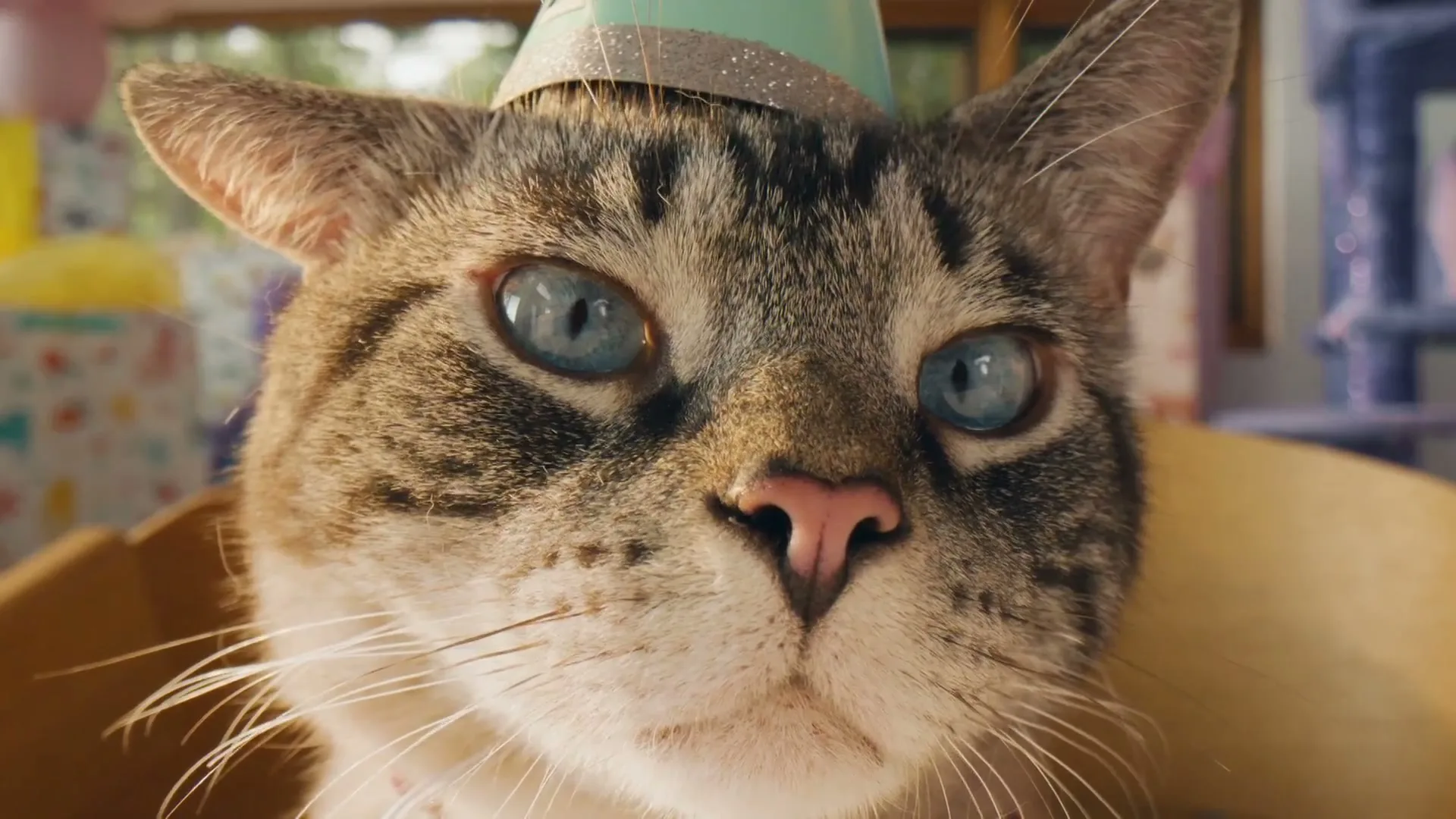 Found “Wellness Pet Company - in Translation” (2026), frame 2