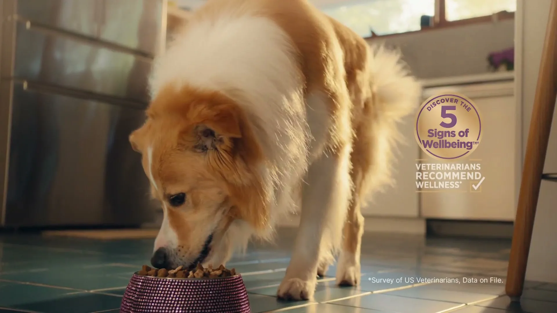 Found “Wellness Pet Company - in Translation” (2026), frame 6
