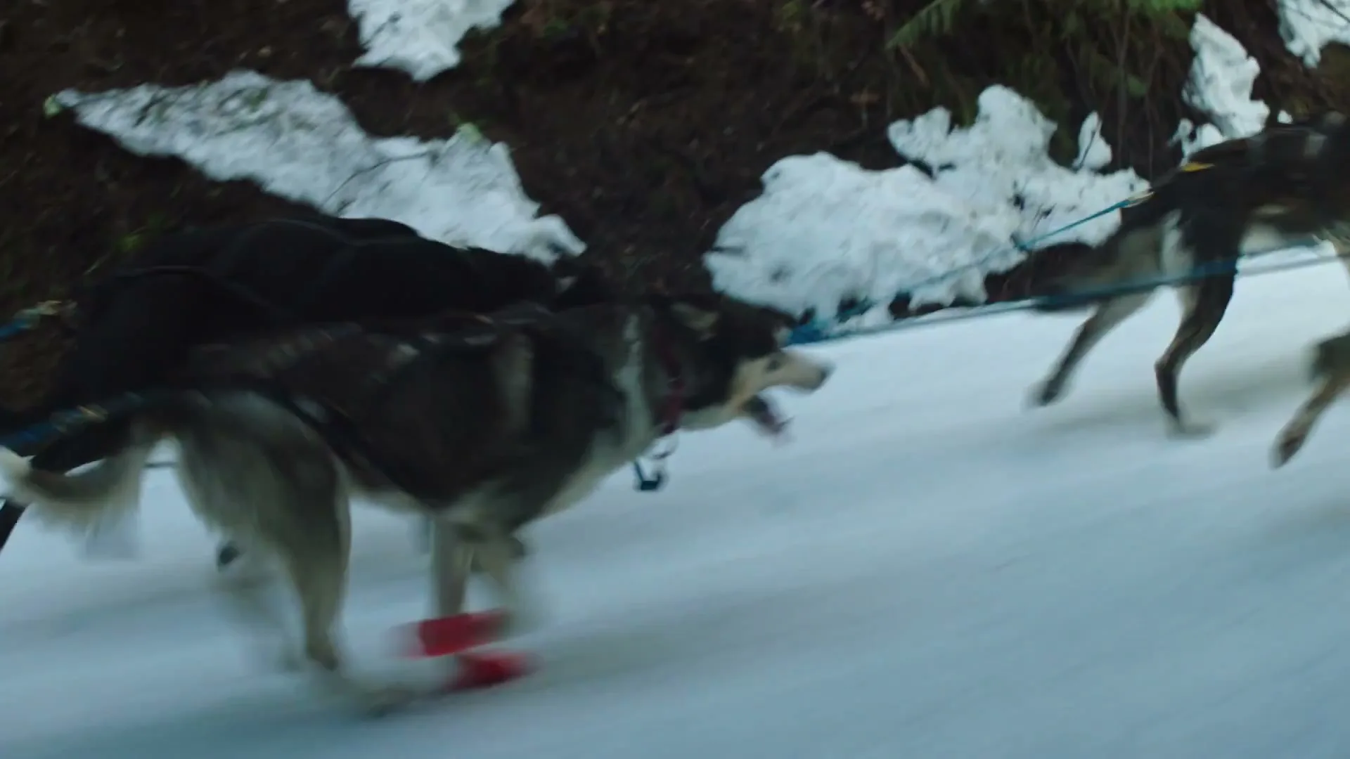 International Delight “Dog Sled” (2026), frame 4