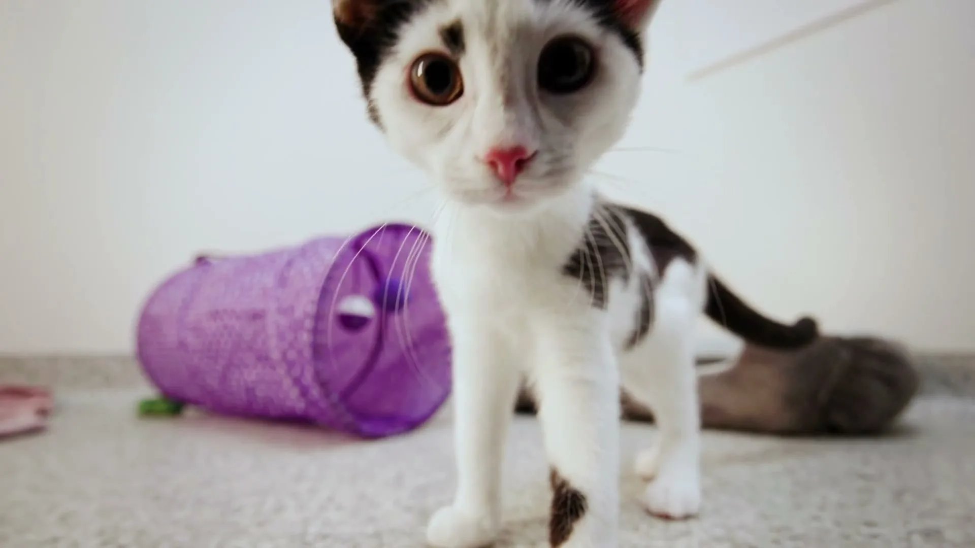 Cats Protection “Meet the Cats - Kittens” (2026)