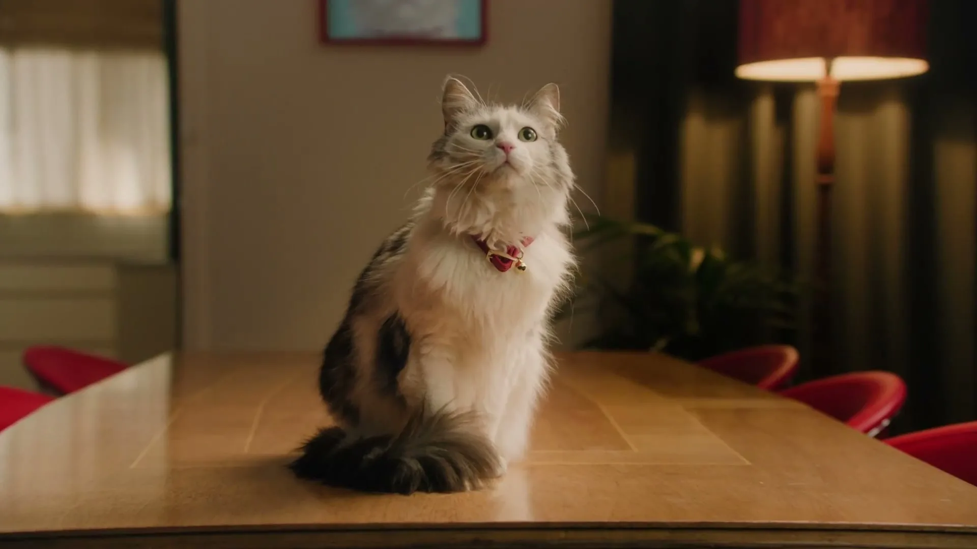 Unicharm Australasia “Delectables Lickable Cat Food”, directed by Sarah Hickey