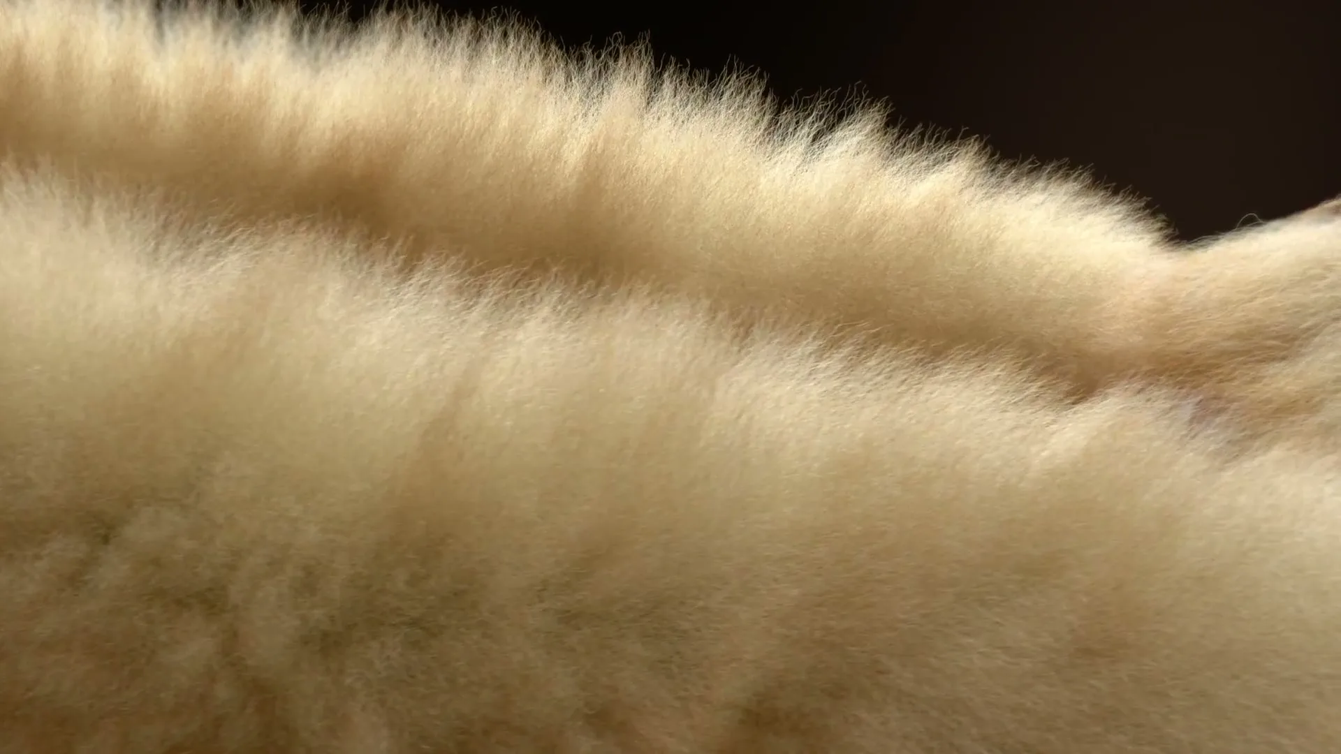 L.L.Bean “Winter Slipper” (2025), frame 3