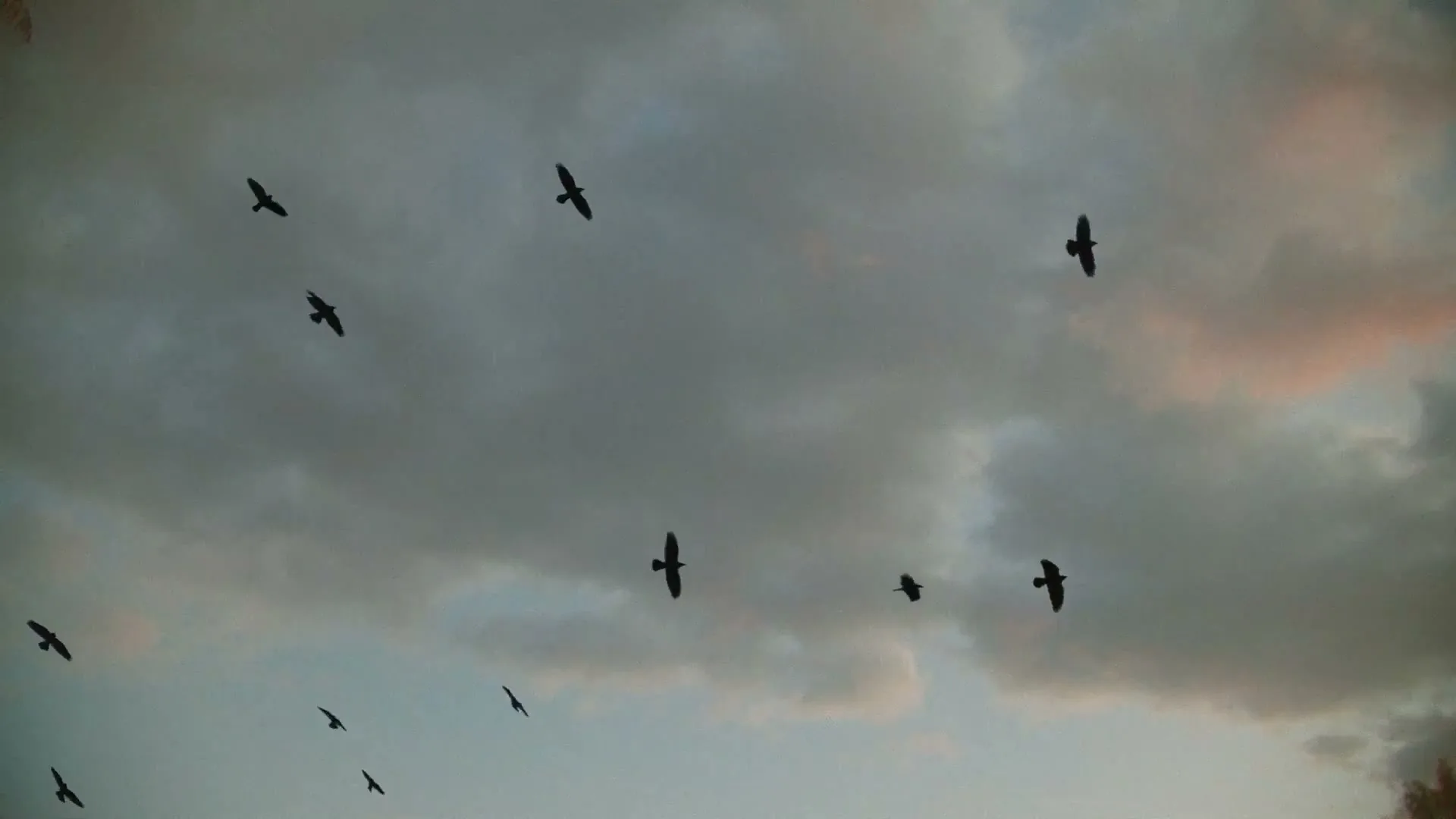 JanSport “Murder of Crows” (2024), frame 3