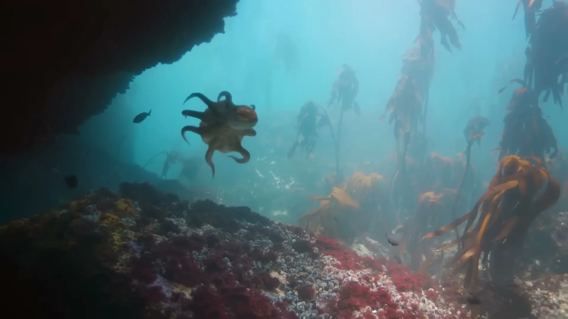 An animated octopus swims through a vibrant underwater kelp forest, with small fish and coral visible in the clear blue water.