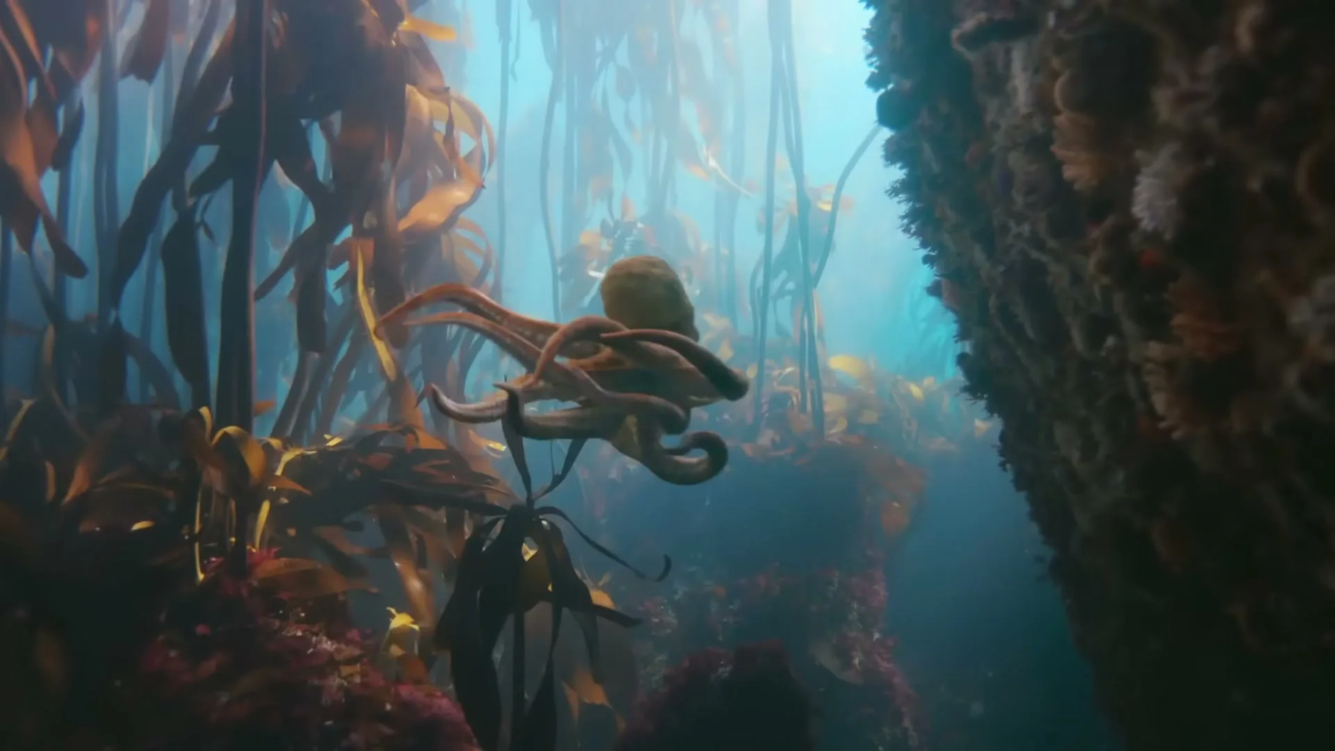 An octopus swims gracefully through a vibrant kelp forest, its tentacles flowing as it navigates the underwater environment.