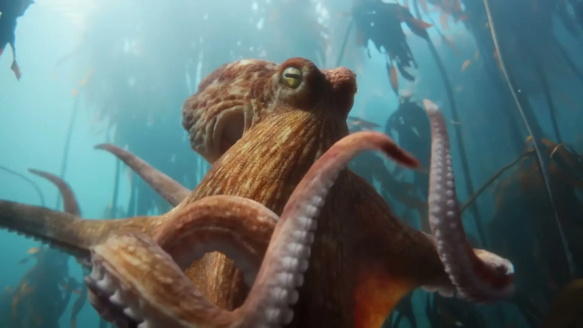 A CGI octopus with brown and orange skin and large eyes swims among kelp in clear blue water.