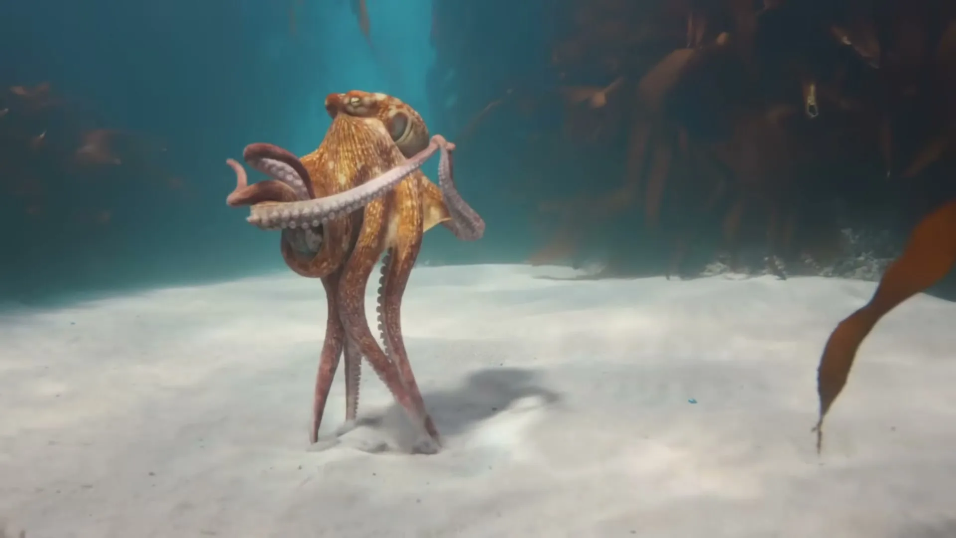 An octopus with a reddish-brown body and long tentacles walks across the sandy ocean floor, with kelp forests in the background.