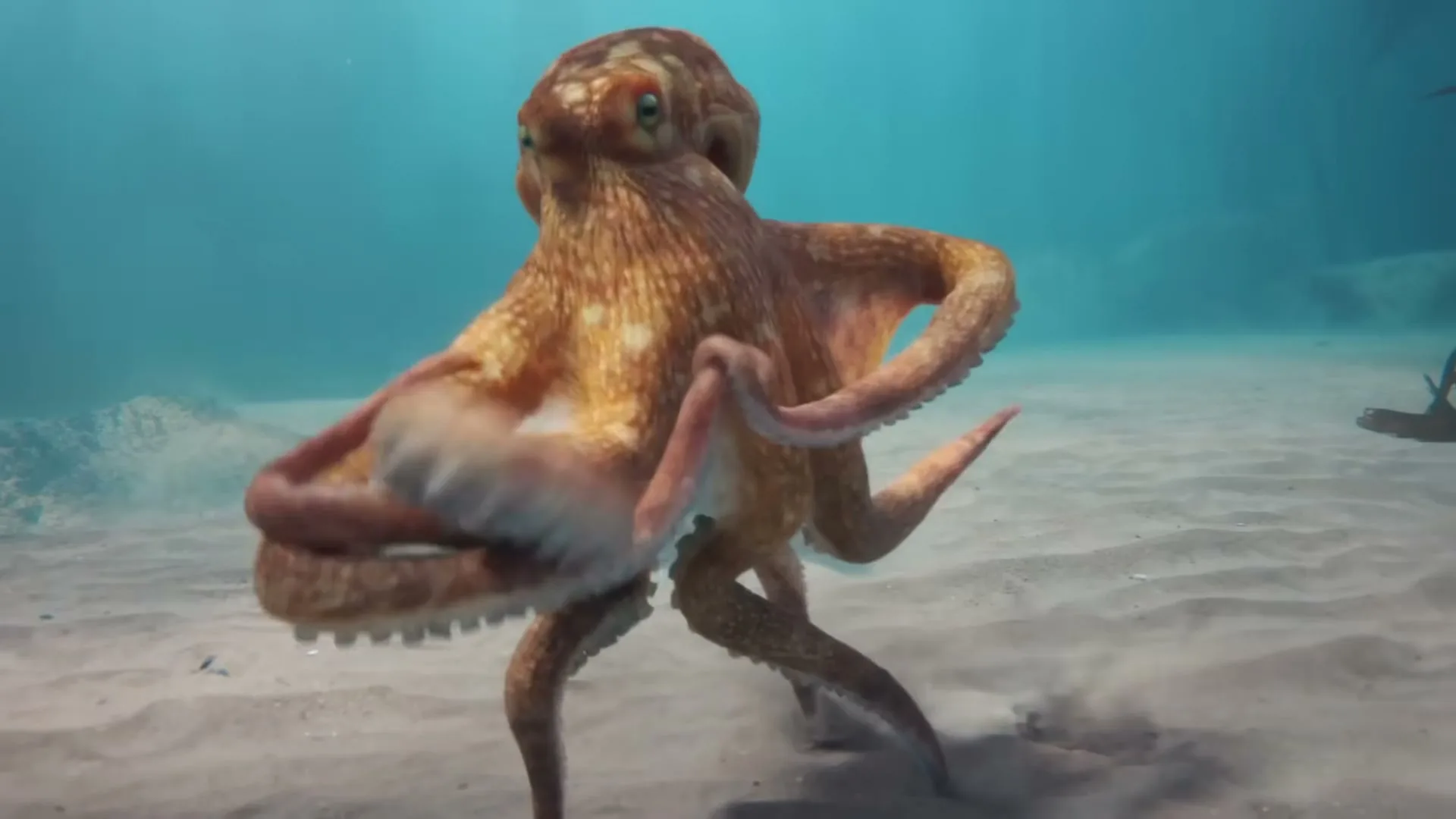 An octopus with orange and brown skin stands on the sandy ocean floor, moving its tentacles in a playful manner under clear blue water.